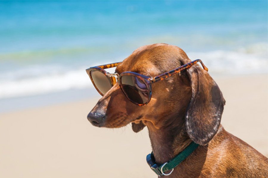 Holidays and Pet Magic Rock Gardens Hotel Benidorm Holidays and Pet Magic Rock Gardens Hotel Benidorm