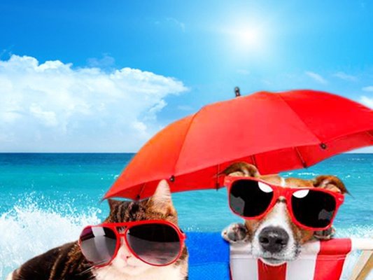 Holidays and Pet Magic Rock Gardens Hotel Benidorm Holidays and Pet Magic Rock Gardens Hotel Benidorm