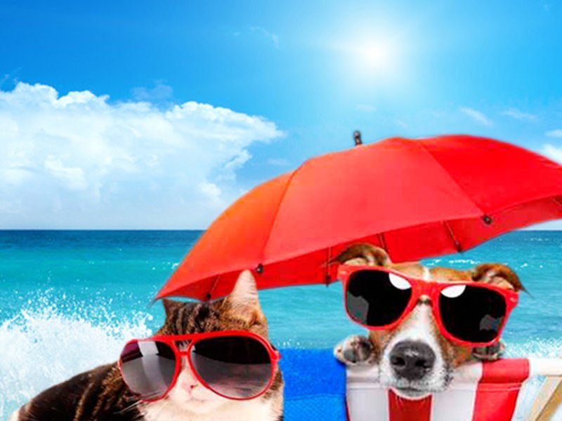 Holidays and Pet Magic Rock Gardens Hotel Benidorm Holidays and Pet Magic Rock Gardens Hotel Benidorm